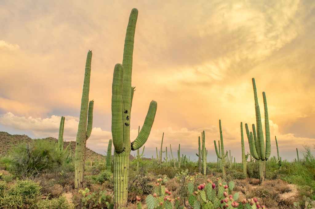 Saguaro Poems: For the Saguaros (with audio)
