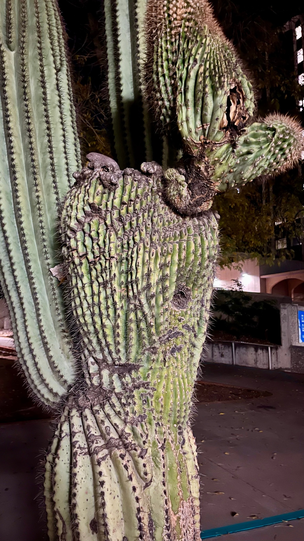 Fasciation is Fascinating: Saguaro Edition