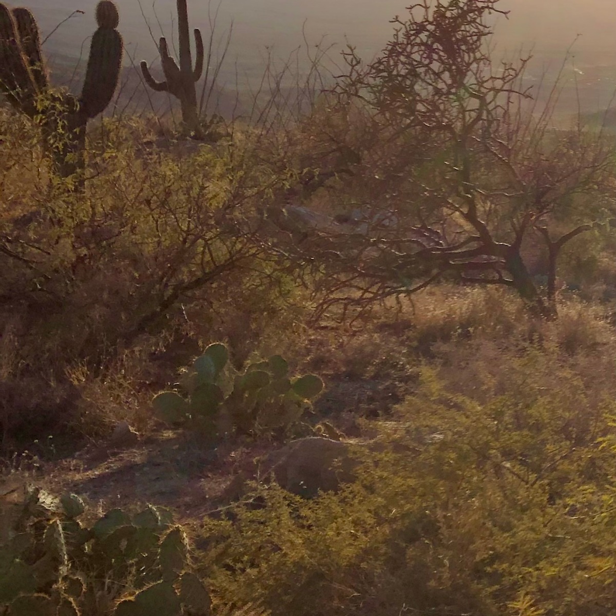 Saguaro, Opuntia and Other Cacti are Permanent Carbon Sinks