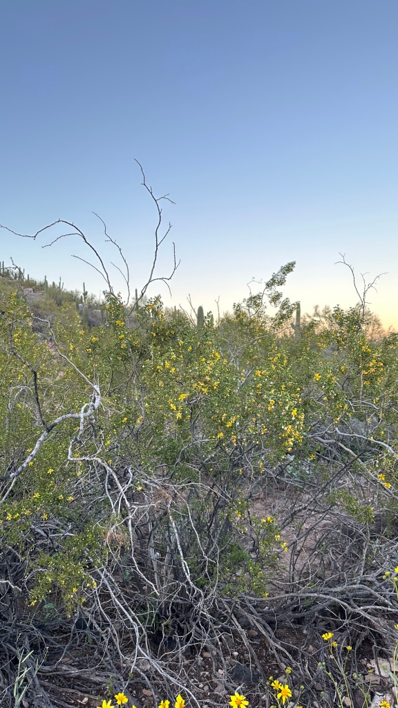 Spring Flowers, Tucson, Part 11: Creosote Bushes (Larrea tridentata)