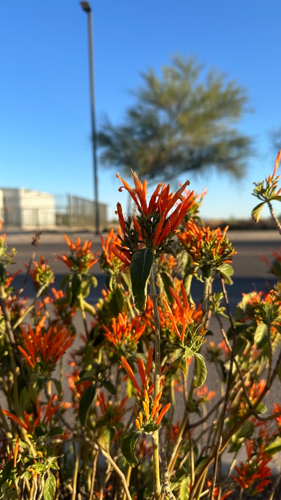 Spring Flowers, Tucson, Part 15: Mexican Honeysuckle