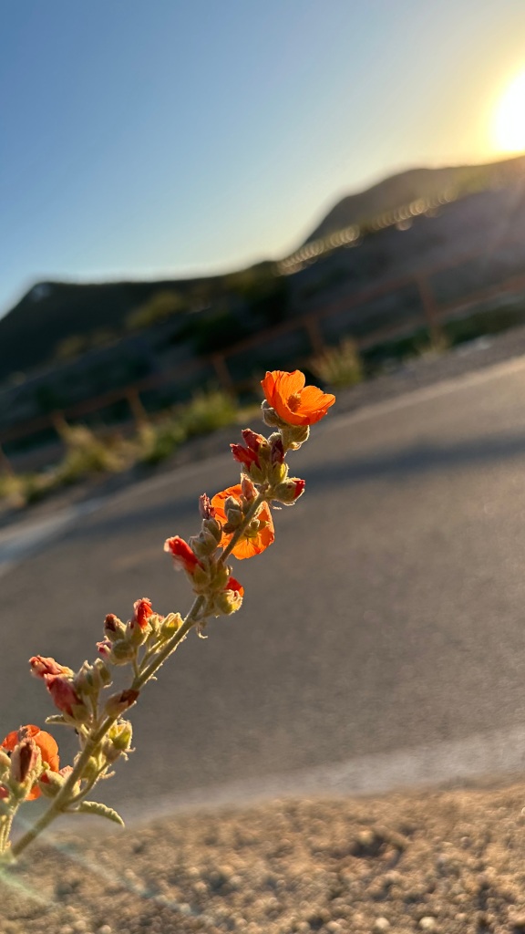 Spring Flowers, Tucson, Part 14: Desert Globe Mallow
