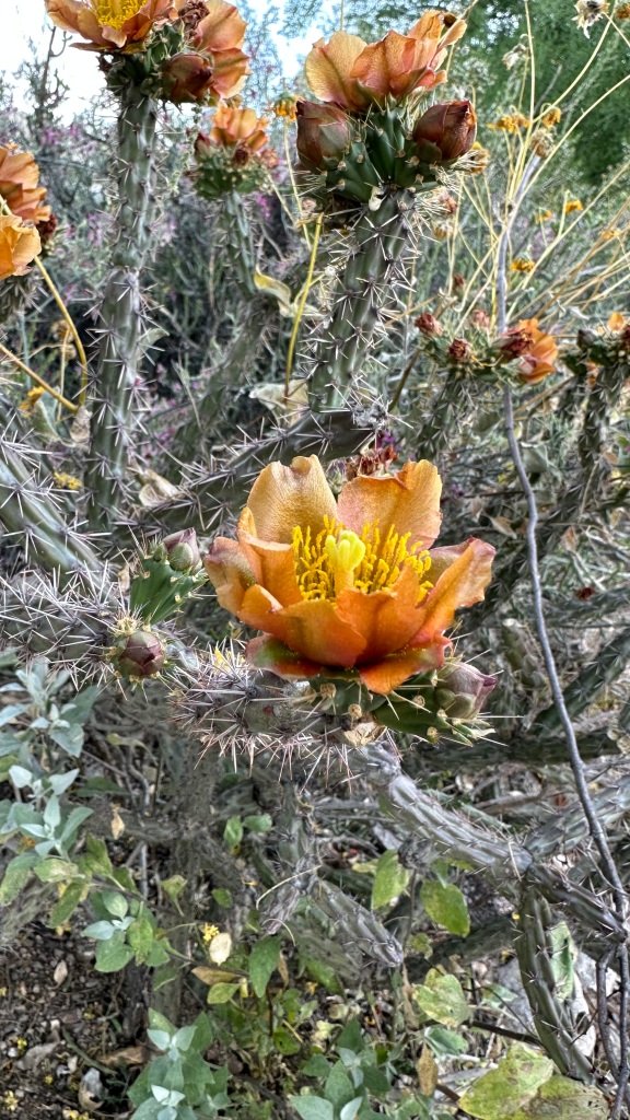Spring Flowers, Tucson, Part 47: A Cholla with Brown Flowers! (Cylindropuntia)