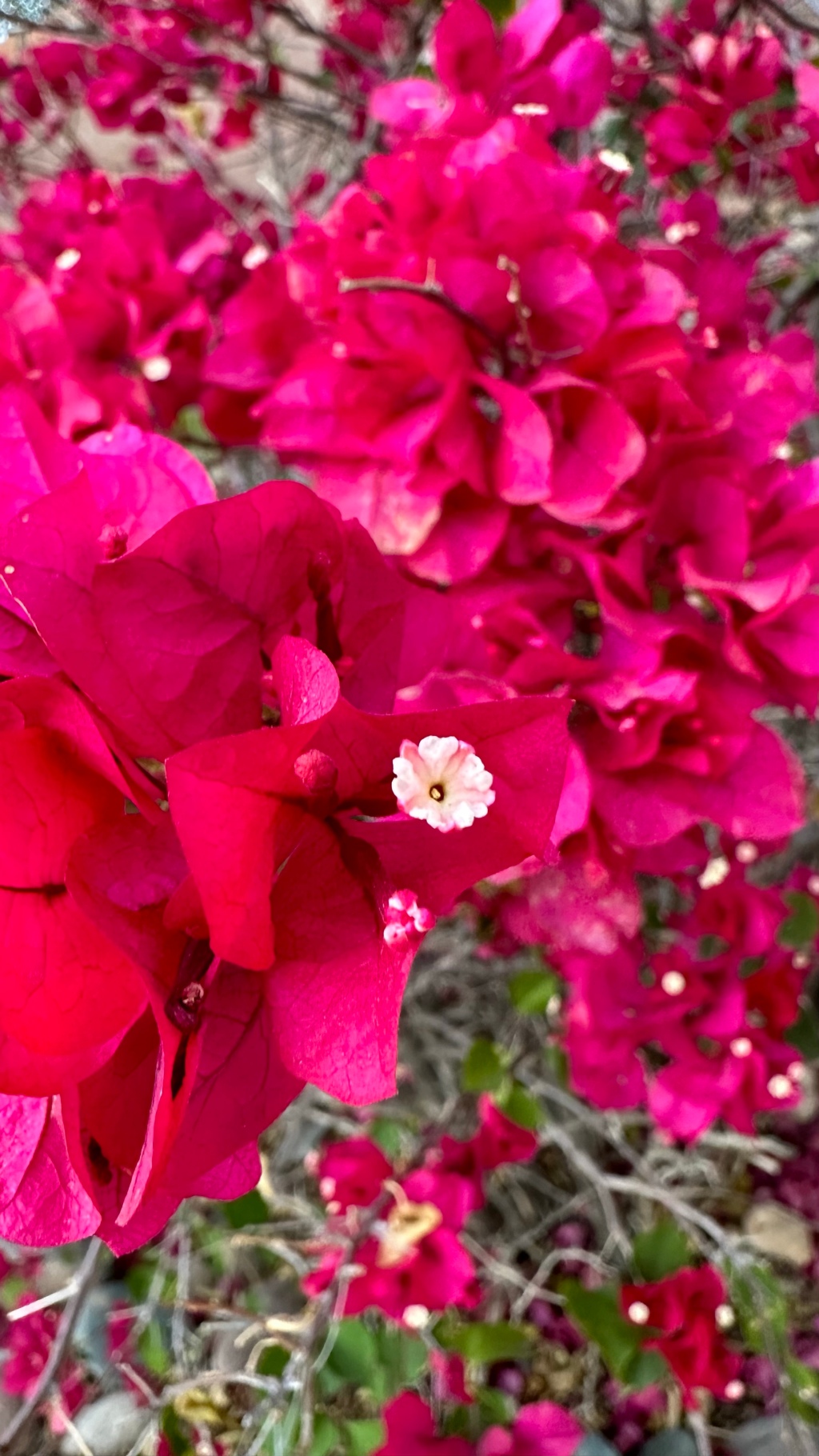 Spring Flowers, Tucson, Part 40: Bougainvillea spectabilis