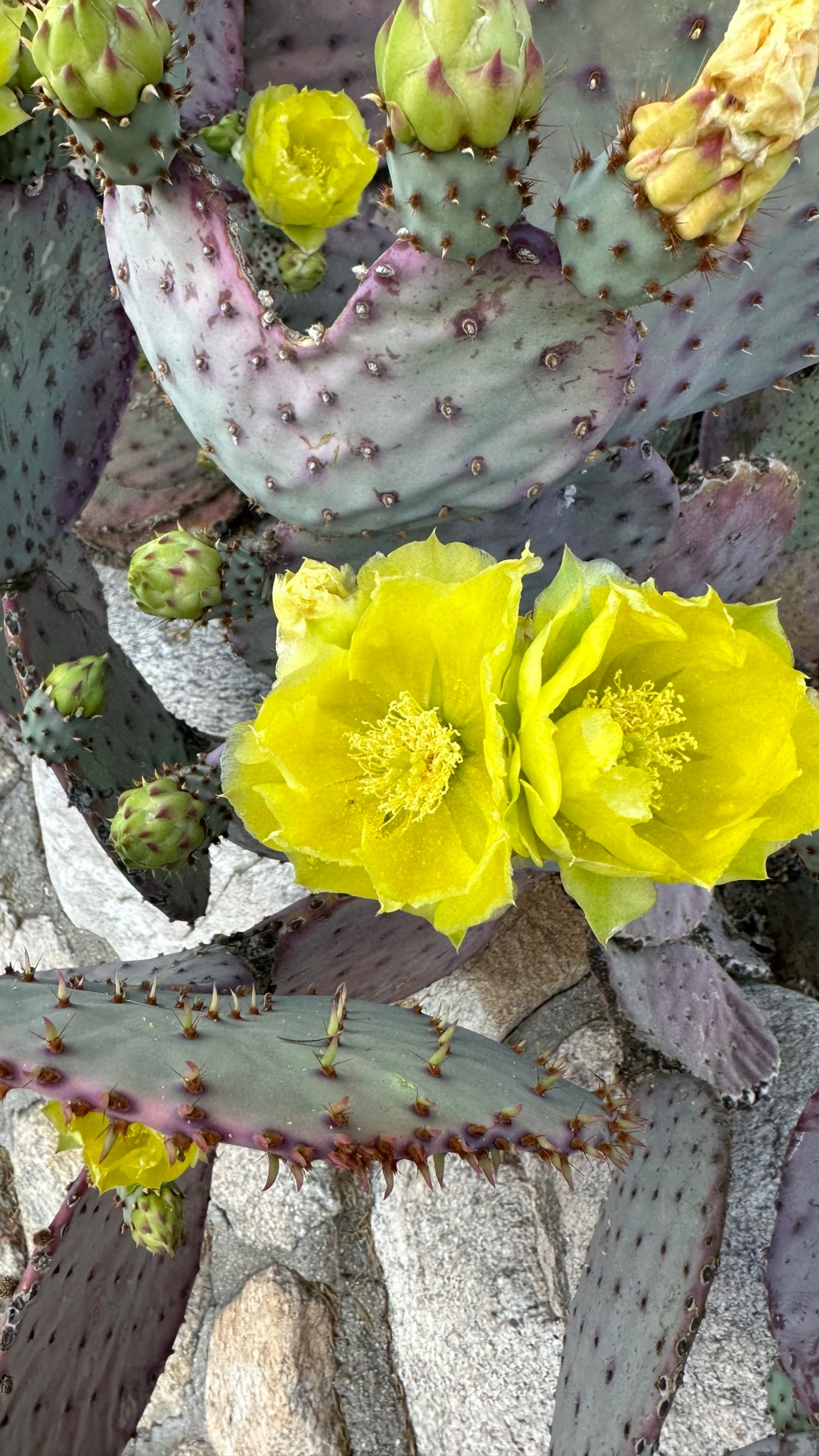 Spring Flowers, Tucson, Part 39: Santa Rita Prickly Pear