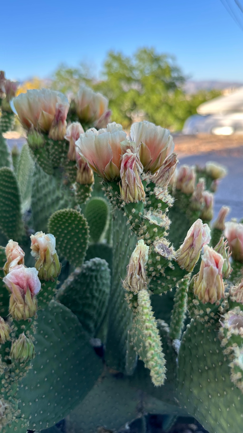 Spring Flowers, Tucson, Part 49: Opuntia Microdasys