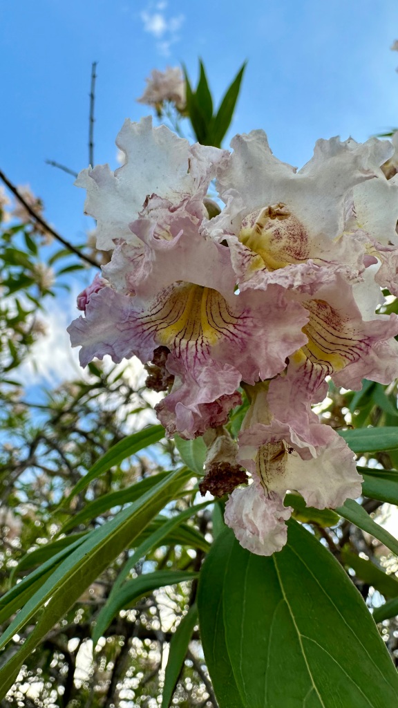 Spring Flowers, Tucson, Part 53: Chitalpa, or what you get when you mix Desert Willow with Catalpa